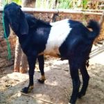 Bancakan Wedhus Kendit: Antara Mitos dan Tradisi Syukur Masyarakat Jombang